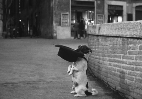 Scola & De Sica: Umberto D.