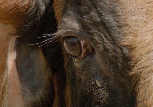 Toro & Torero: Animal / Humano