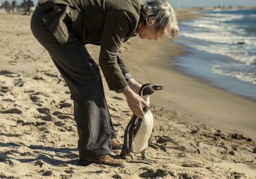 Kinderwagenkino: The Penguin Lessons [OmeU]